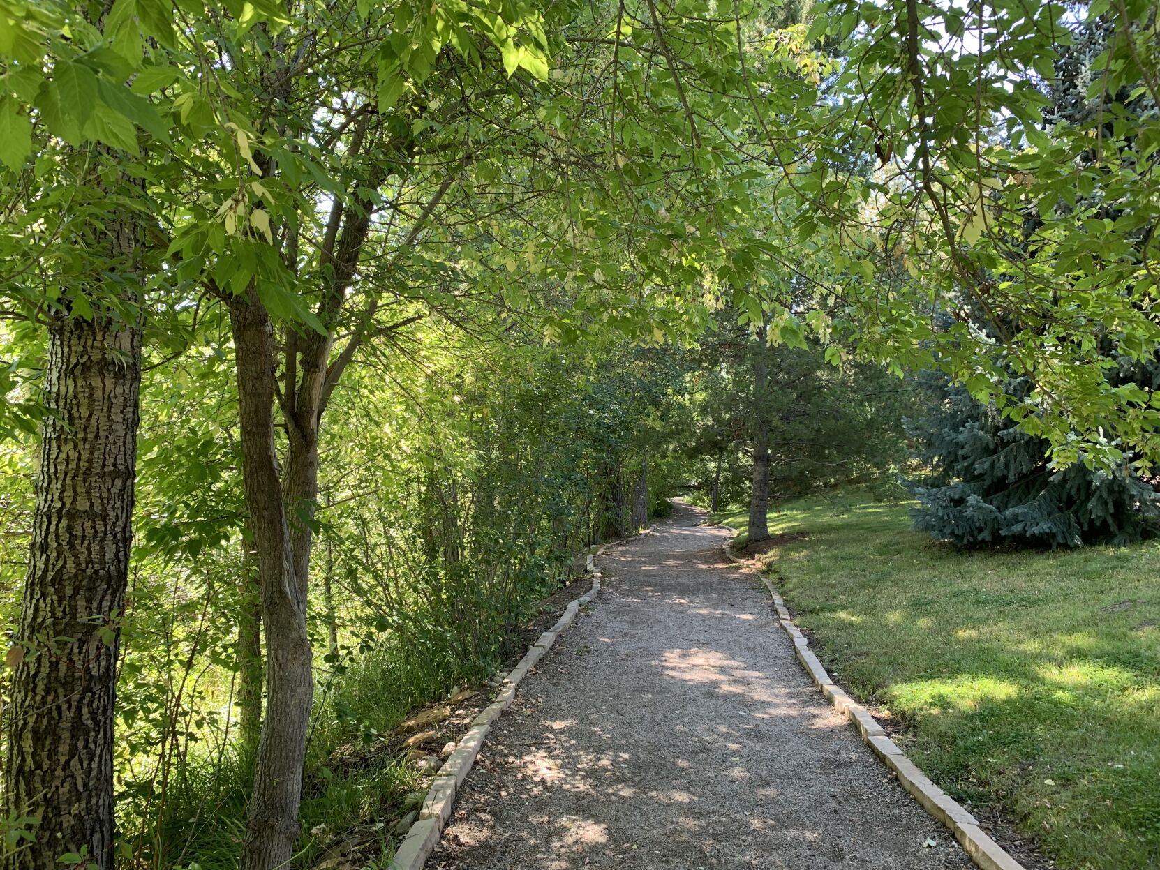 Cottonwoods in Steamboat's Botanic Gardens
